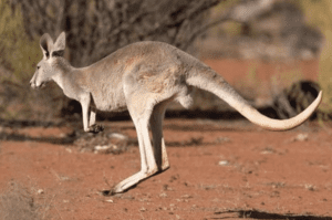 The Kangaroo Goes Boing Boing Boing