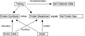 Protein Synthesis and Breakdown