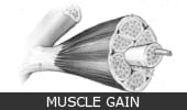 Muscle Gain Category Image