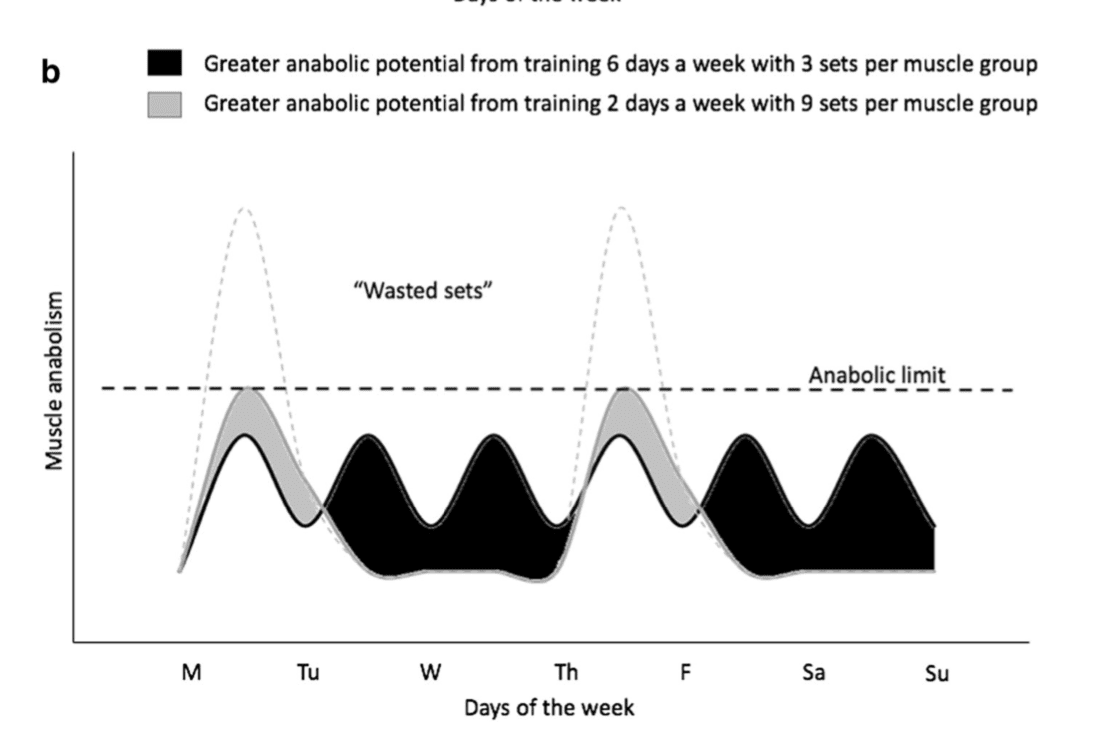 Theoretical Model of Training Frequency Muscle Growth