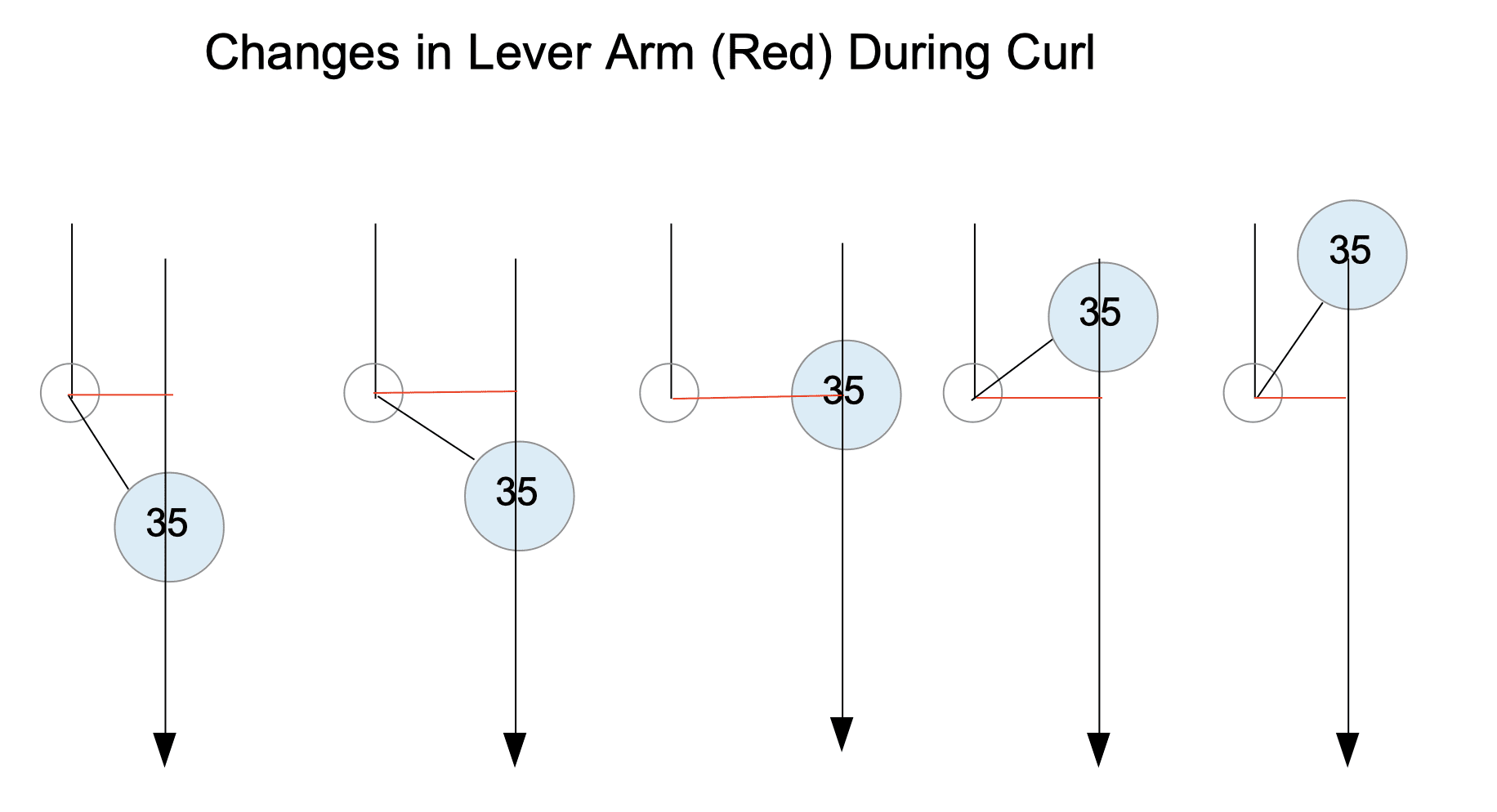 Changes in Lever Arm During Biceps Curl