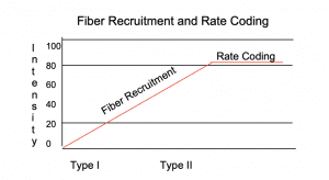 Muscle Fiber Recruitment and Rate Coding