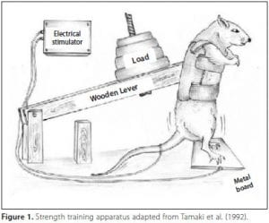 Rat Lifting Weights